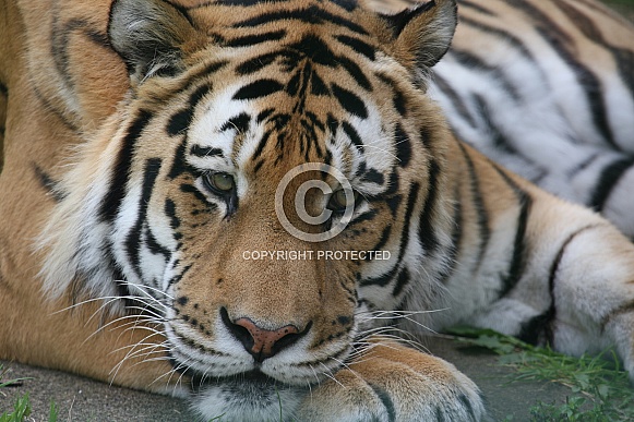 Amur Tiger Resting