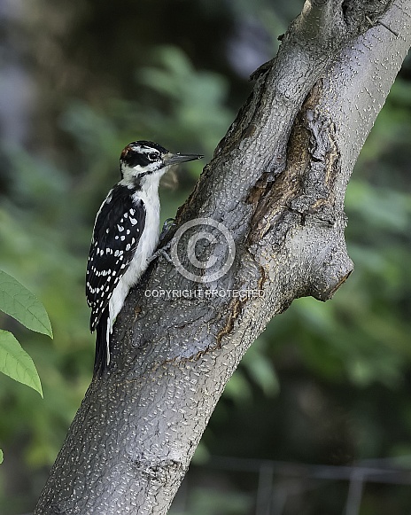 Hairy Woodpecker Perched on a Tree in Alaska