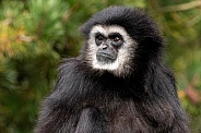 Lar Gibbon Looking Sideways