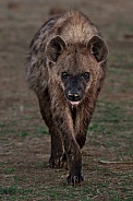 Hyena with attitude