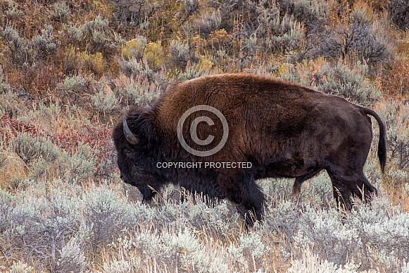 Bison on the Sagebrush Flats