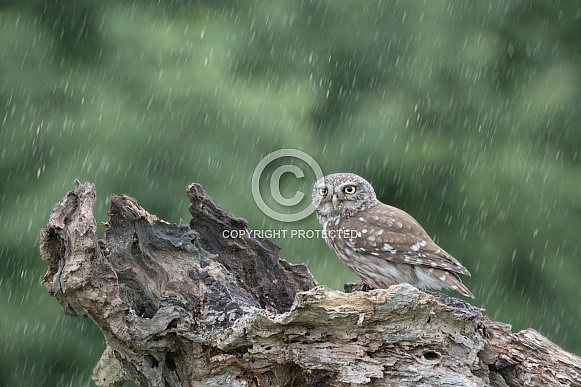 Little Owl in the Rain