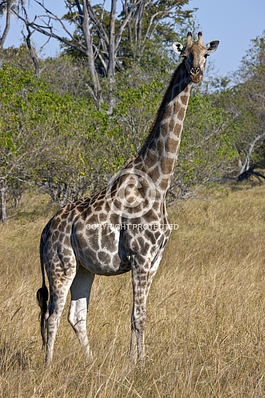Giraffe - Savuti region of Botswana