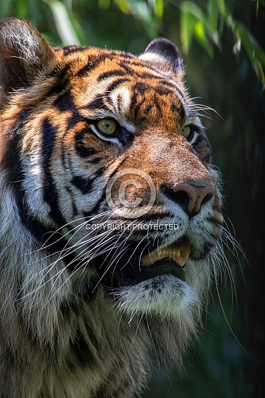 Sumatran Tiger (Panthera Tigris Sumatrea)