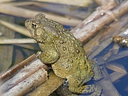 Toad in Pond