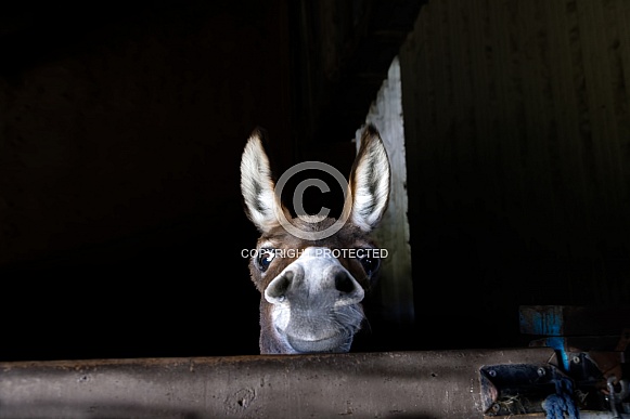 Cute donkey looking over stall door