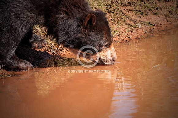 Andean Bear Having A Drink