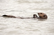 Wild Sea Otter in Alaska