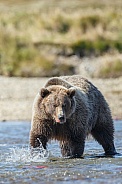 Grizzly Bear at Alaska and red salmon