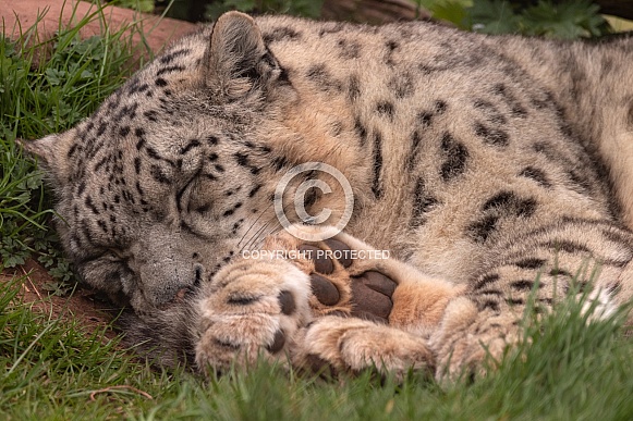 Snow Leopard Close Up Asleep