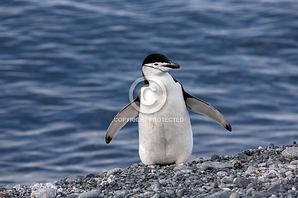 Chinstrap Penguin - South Shetland Islands - Antarctica