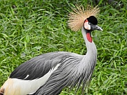 Black-crowned Crane
