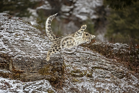 Snow Leopard-When Snow Leopards Fly