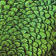 Peacock Feathers Macro
