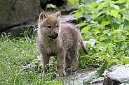Hudson Bay Wolf pup (Canis lupus hudsonicus)
