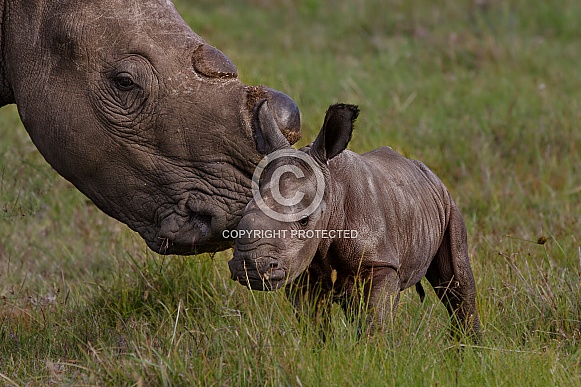 Rhino mom loving baby