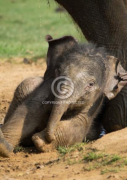 Young Asian Elelphant