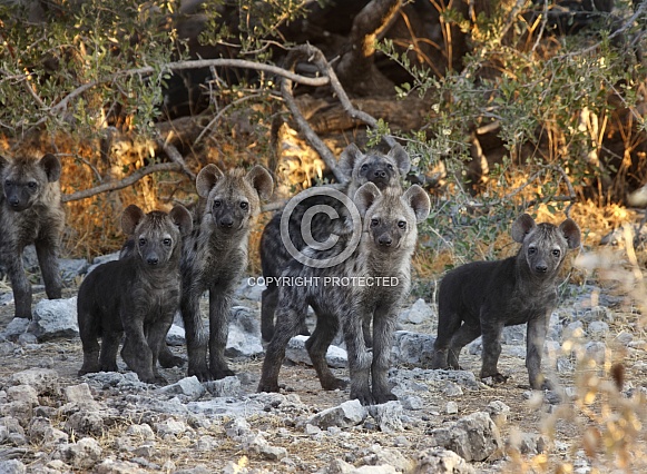 Spotted Hyaena cubs - Namibia