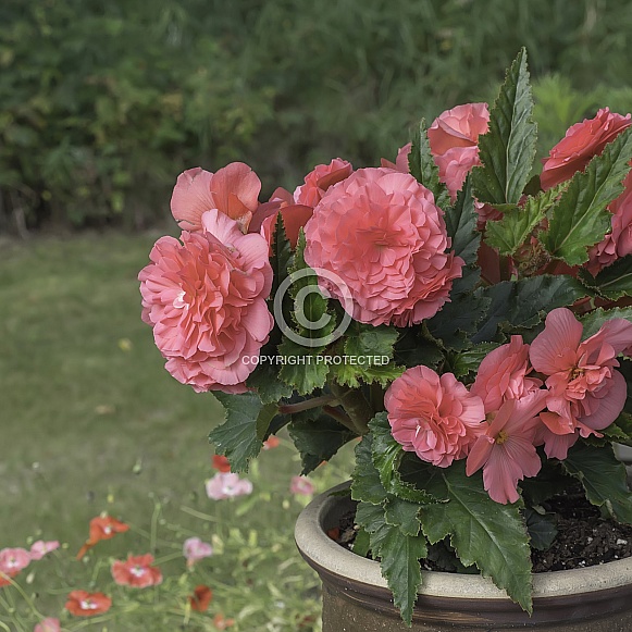 Pink Begonia Bouquet Closeup