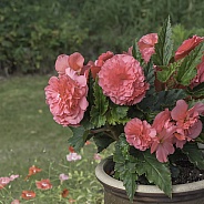 Pink Begonia Bouquet Closeup