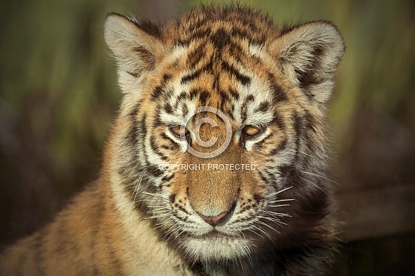 Amur Tiger Cub Face Shot Close Up
