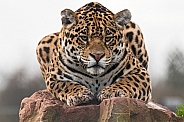 Jaguar Lying On Rock Facing Forwards