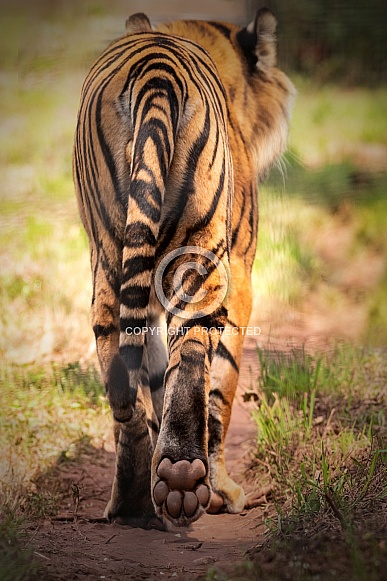 Sumatran Tiger Walking Away From Camera Paw Print