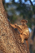 Vervet Monkey - Botswana