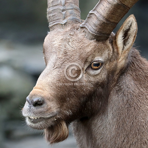 Male Alpine ibex (Capra ibex)