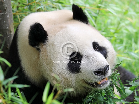 Panda (Ailuropoda melanoleuca)