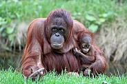 Bornean orangutan (Pongo pygmaeus)