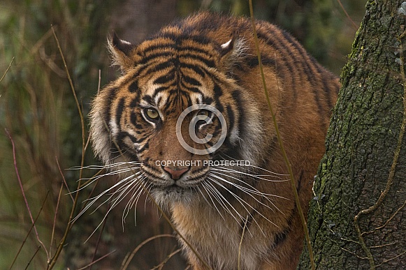 Sumatran Tiger Looking Out From Behind A Tree