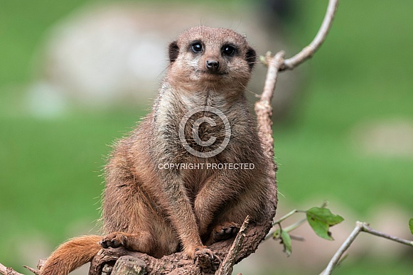 Meerkat Sitting On Branch