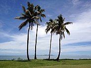 Palm Trees in Fiji