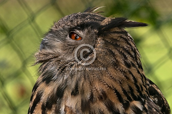 Eagle Owl Side Profile Close Up