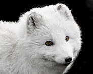 Arctic Fox-Arctic Fox Furry Face