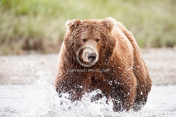 Wild Alaskan Brown Bear fishing
