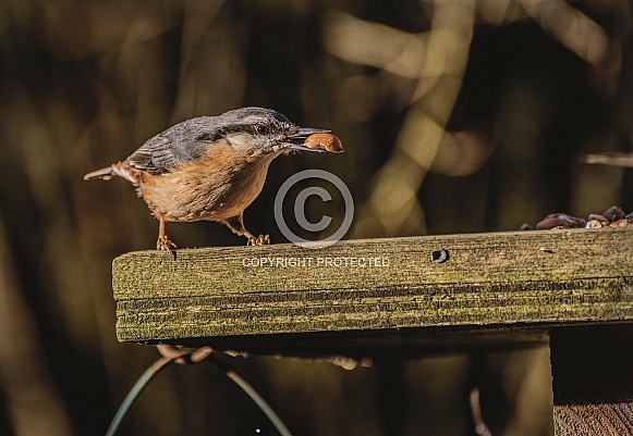 Nuthatch eating
