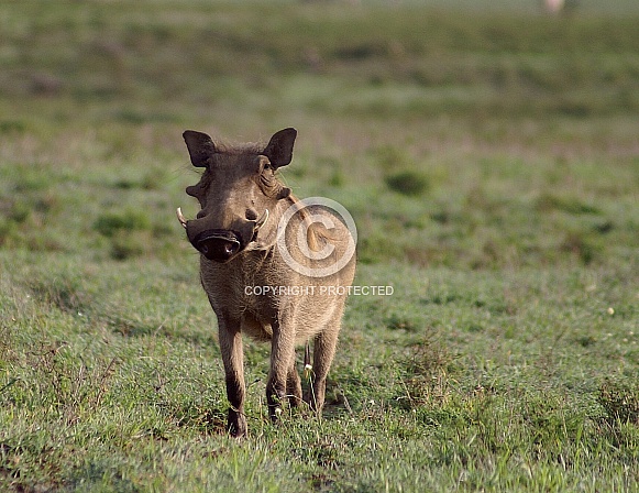 African Warthog