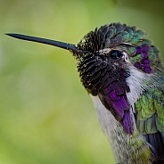 Hummingbird - Costa's Portrait