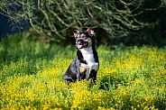 Mixed breed dog in wild flowers