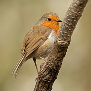 Perched European Robin