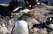 Gentoo Penguins - Antarctica