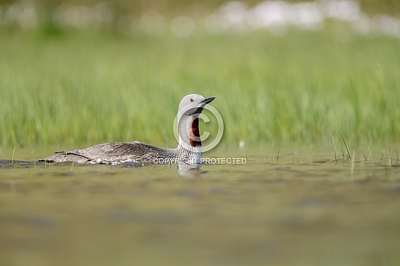 The red-throated loon or red-throated diver