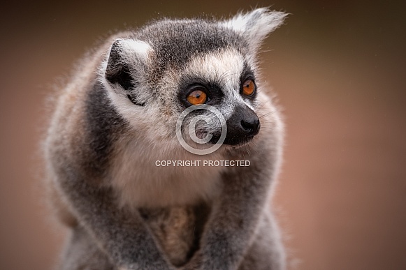 Young Ring Tailed Lemur Close Up