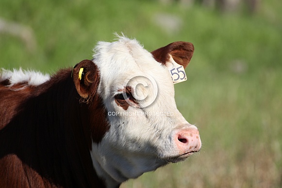 cow 7