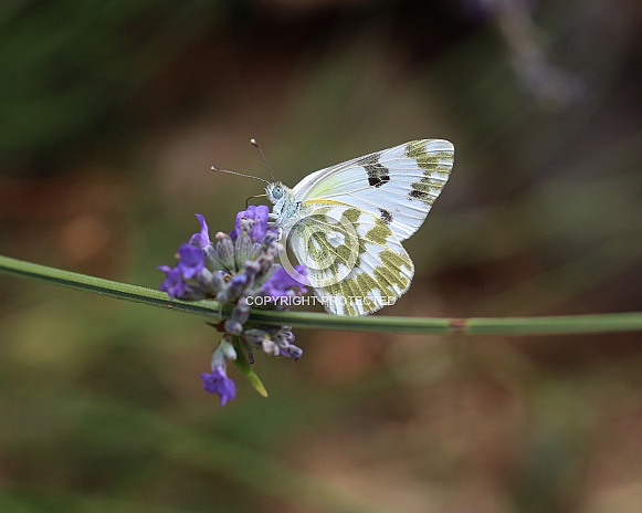 Green-striped White Butterfly