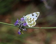 Green-striped White Butterfly