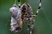 Common Garden Spider feeding on a wasp