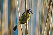 Blue tit in the reeds